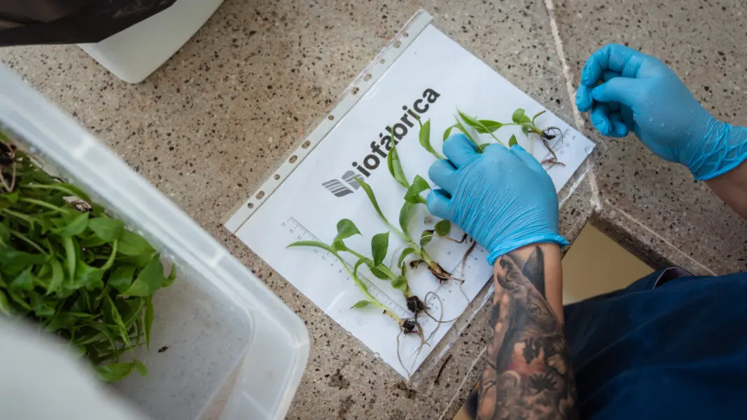 Misiones impulsa la producci&oacute;n hort&iacute;cola con nuevas tecnolog&iacute;as